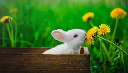 汉川伴游，定制QQ：3494206190微信：act1322